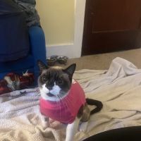 Apple Creek Veterinary Hospital ico