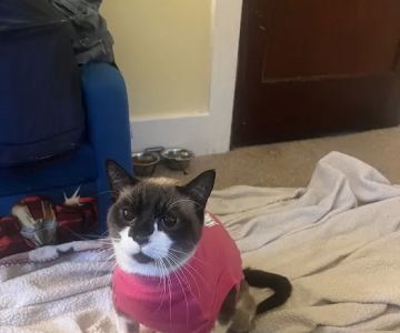Apple Creek Veterinary Hospital