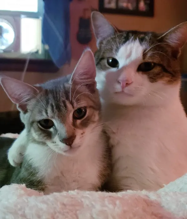 Pet Day Surgery 12