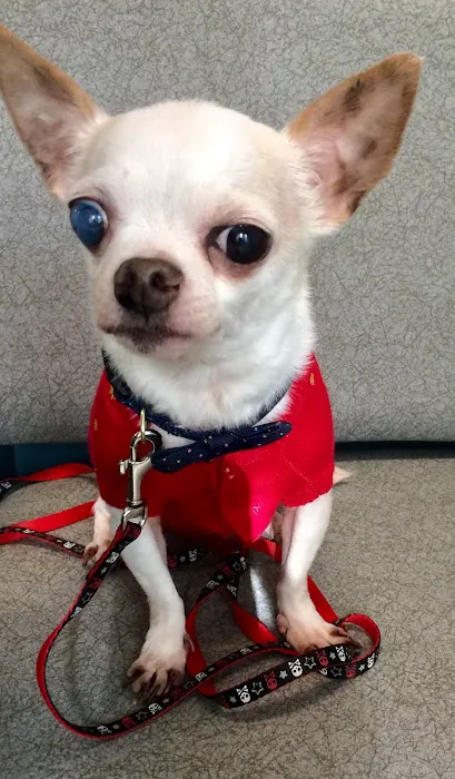 Pet Day Surgery 12