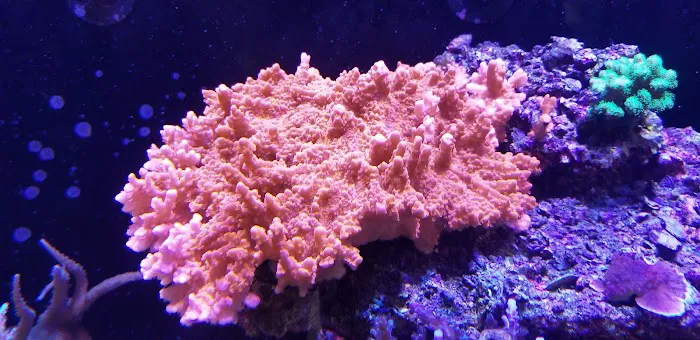 Living Art Aquatic Design, Inc. 12