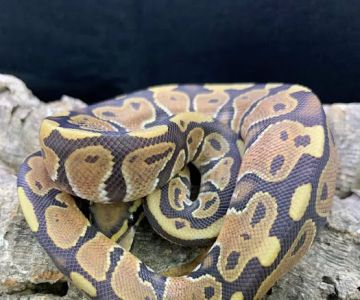 Allan's Pet Center - West LA