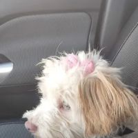 Petco ico
