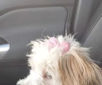 Petco