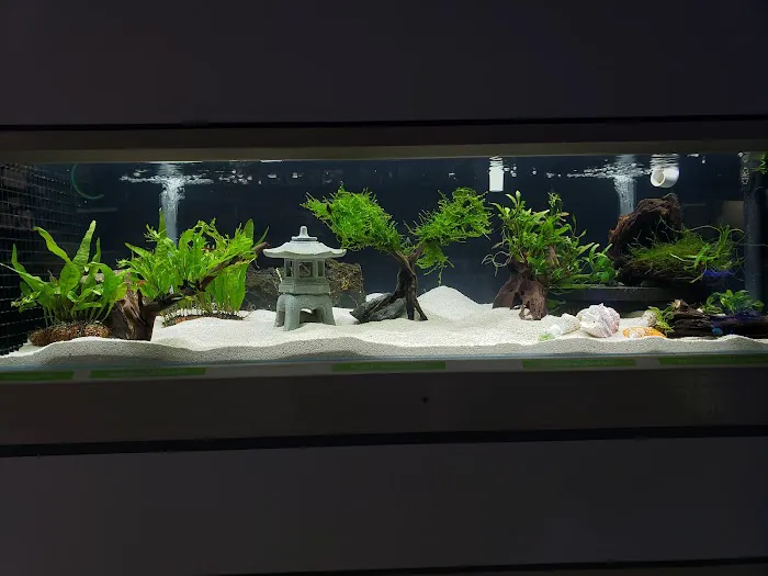 7 Seas Tropical Fish 12