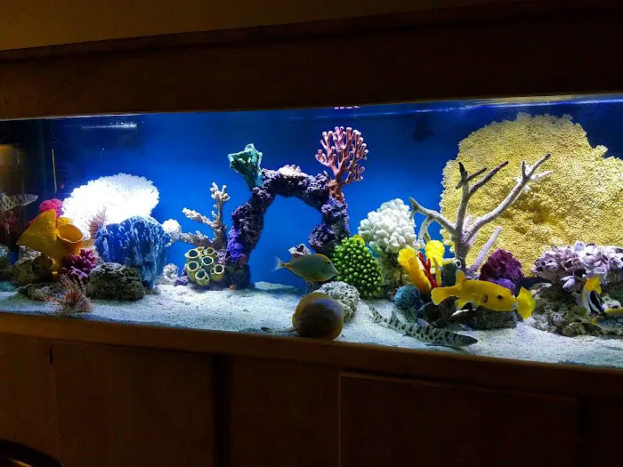 7 Seas Tropical Fish 12