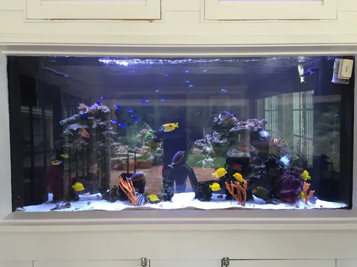 7 Seas Tropical Fish 12