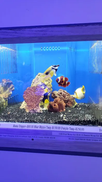 7 Seas Tropical Fish 12