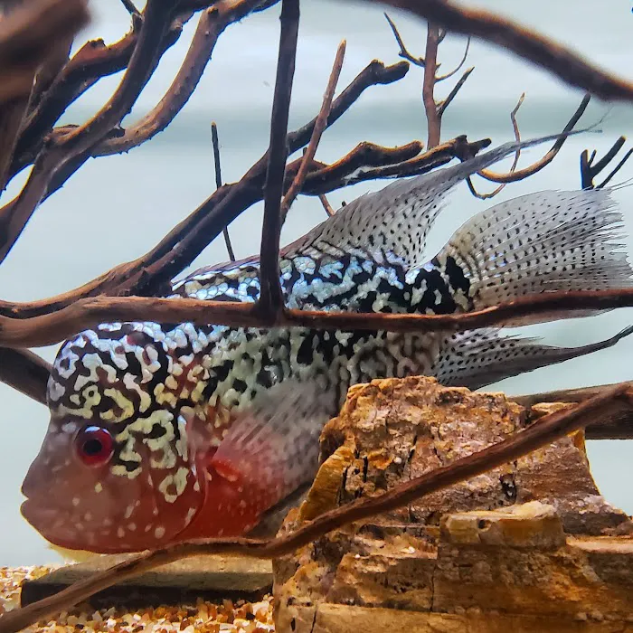 7 Seas Tropical Fish 12