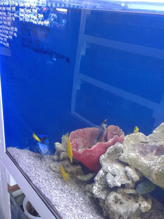 7 Seas Tropical Fish 12