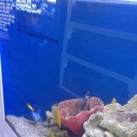7 Seas Tropical Fish ico