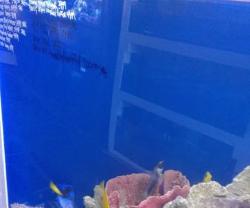 7 Seas Tropical Fish