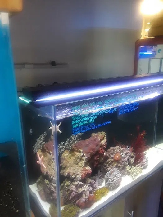7 Seas Tropical Fish 12