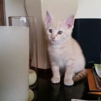 Greys and Strays LLC ico