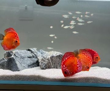 David Nowak Aquarium