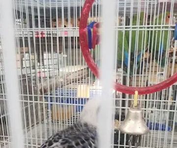 Gaby's pet shop