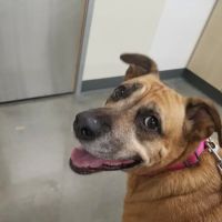 Vetco Total Care Animal Hospital ico
