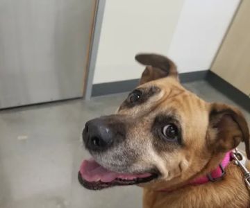 Vetco Total Care Animal Hospital