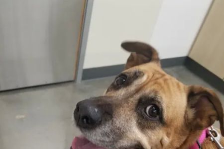 Vetco Total Care Animal Hospital