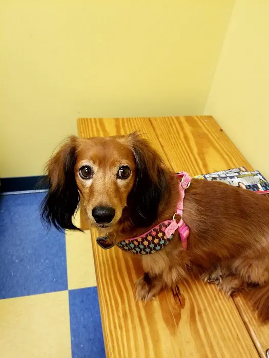 Southern Paws Animal Hospital 12
