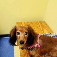 Southern Paws Animal Hospital ico