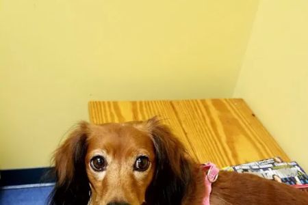 Southern Paws Animal Hospital