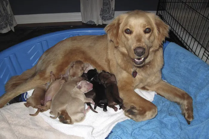 Southern Paws Animal Hospital 12