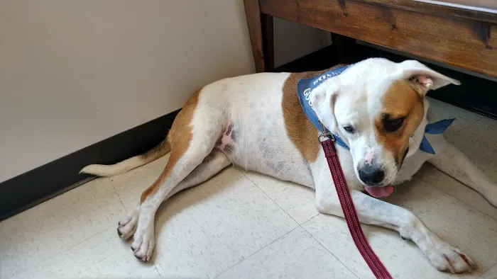Palmetto Veterinary Medicine and Surgery-ROCK HILL 2