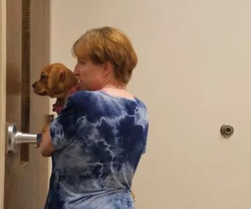 Palmetto Veterinary Medicine and Surgery-ROCK HILL