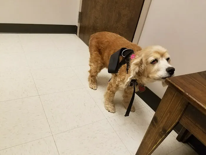 Palmetto Veterinary Medicine and Surgery-ROCK HILL 9