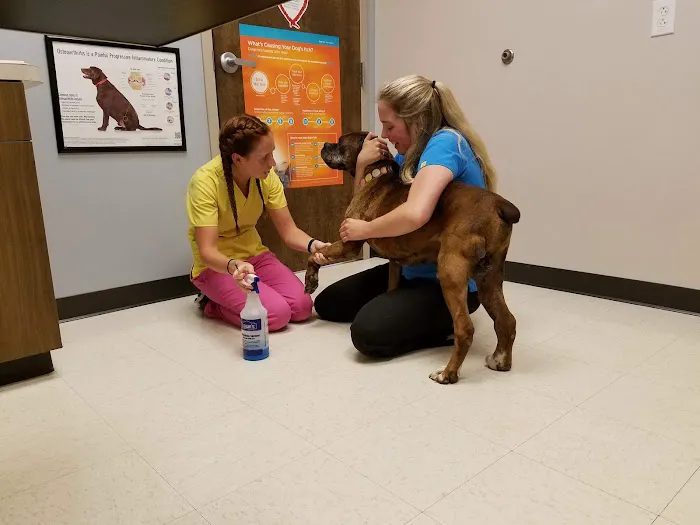 Palmetto Veterinary Medicine and Surgery-ROCK HILL 8