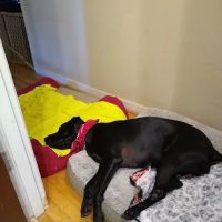 Carolina Veterinary Specialists Rock Hill ico