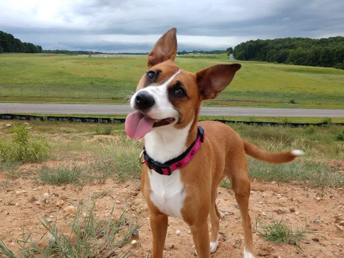 Carolina Veterinary Specialists Rock Hill 12