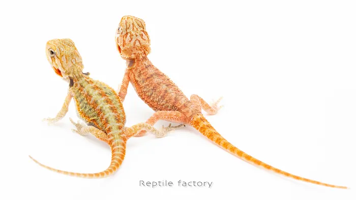 REPTILE FACTORY 9