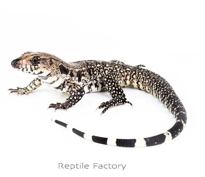REPTILE FACTORY 8