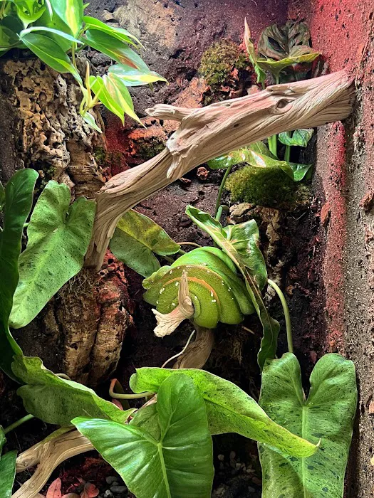 REPTILE FACTORY 7