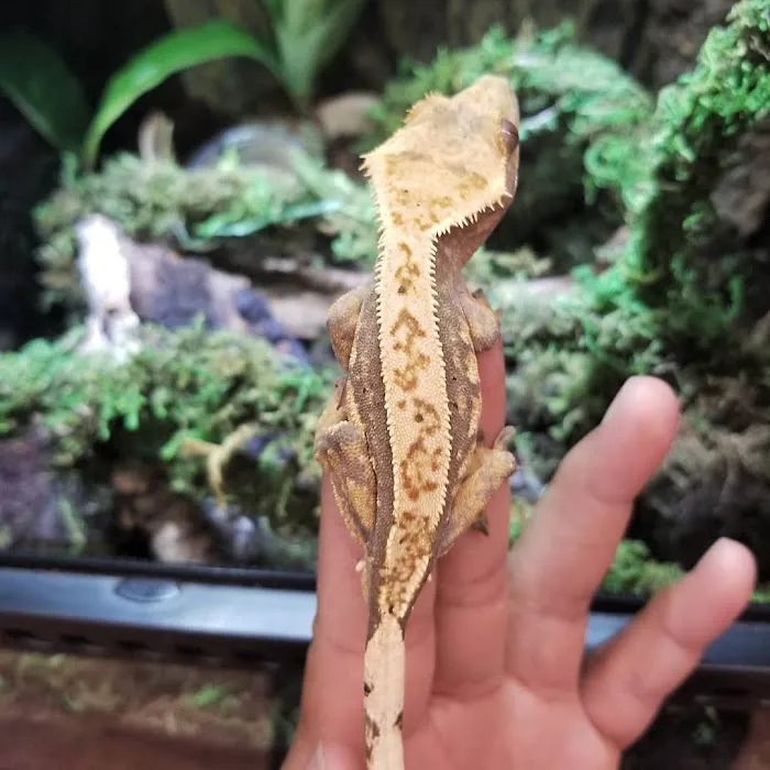 REPTILE FACTORY 3