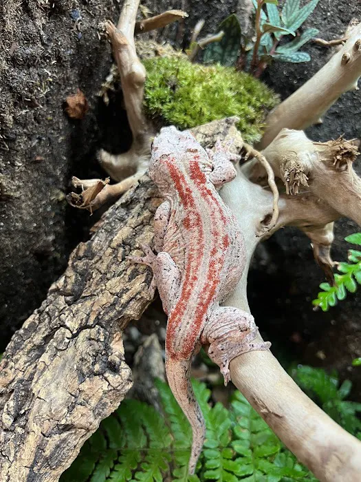 REPTILE FACTORY 1