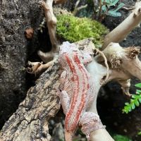 REPTILE FACTORY ico