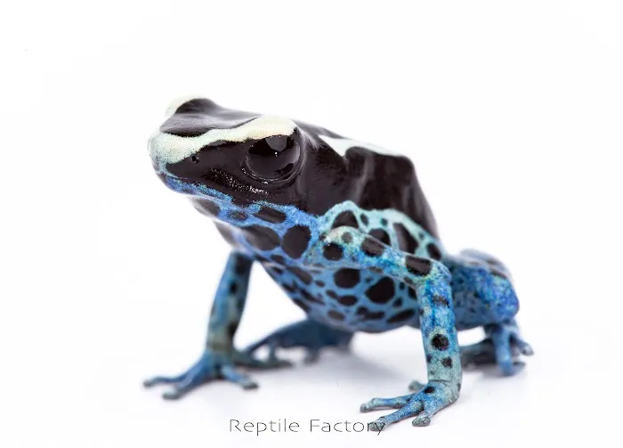 REPTILE FACTORY 10