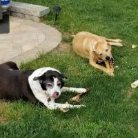 Catawba Animal Clinic ico