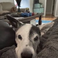 Ebenezer Animal Hospital ico