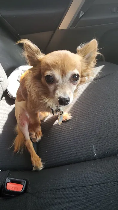 Ebenezer Animal Hospital 12