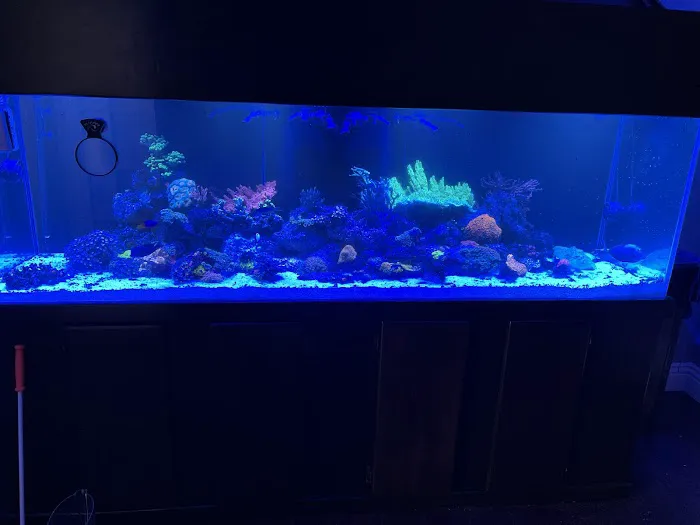 theaquariumservice.com 12