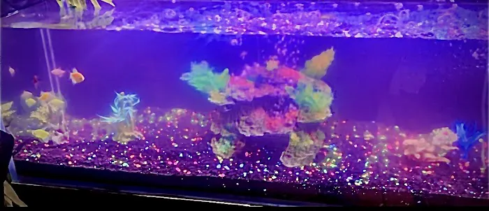 theaquariumservice.com 12