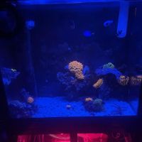 theaquariumservice.com ico