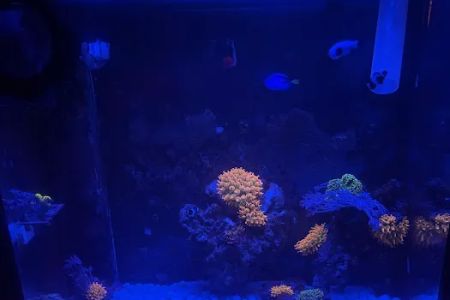 theaquariumservice.com
