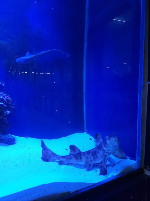 theaquariumservice.com 12