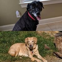 Providence South Veterinary Associates ico