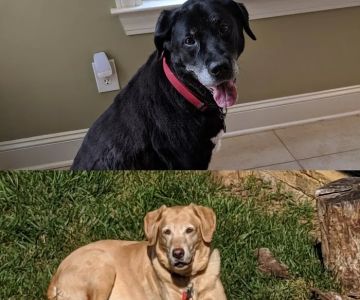Providence South Veterinary Associates